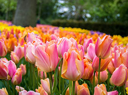 Pays-Bas : Moulins, tulipes et fromages...