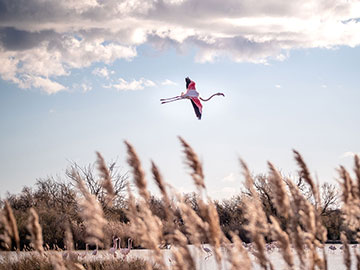 Que faire en Camargue pour un week-end en hors saison ?