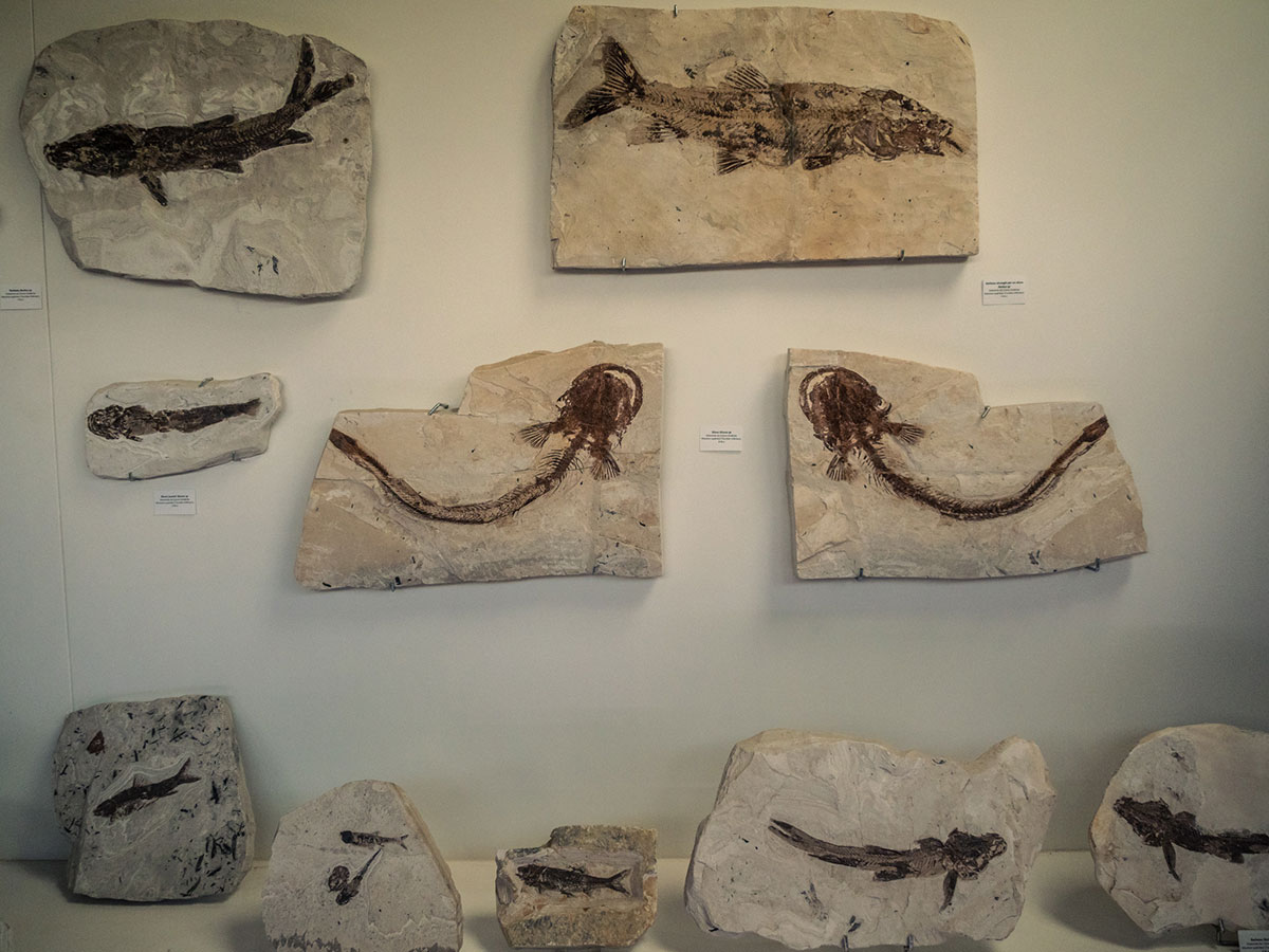 Museum fossiles balazuc