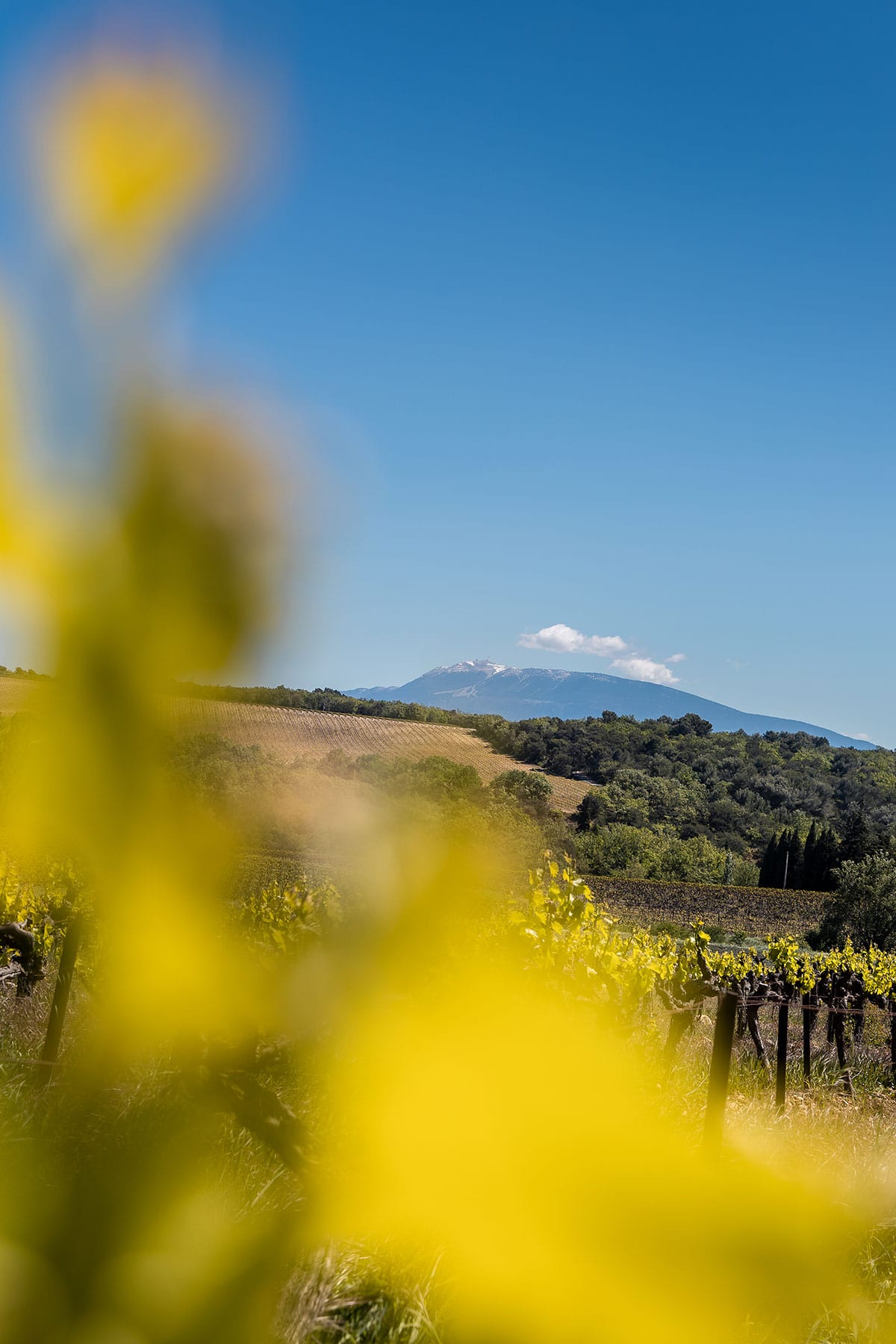 Vins de Vinsobres- au pieds du Mont Ventoux