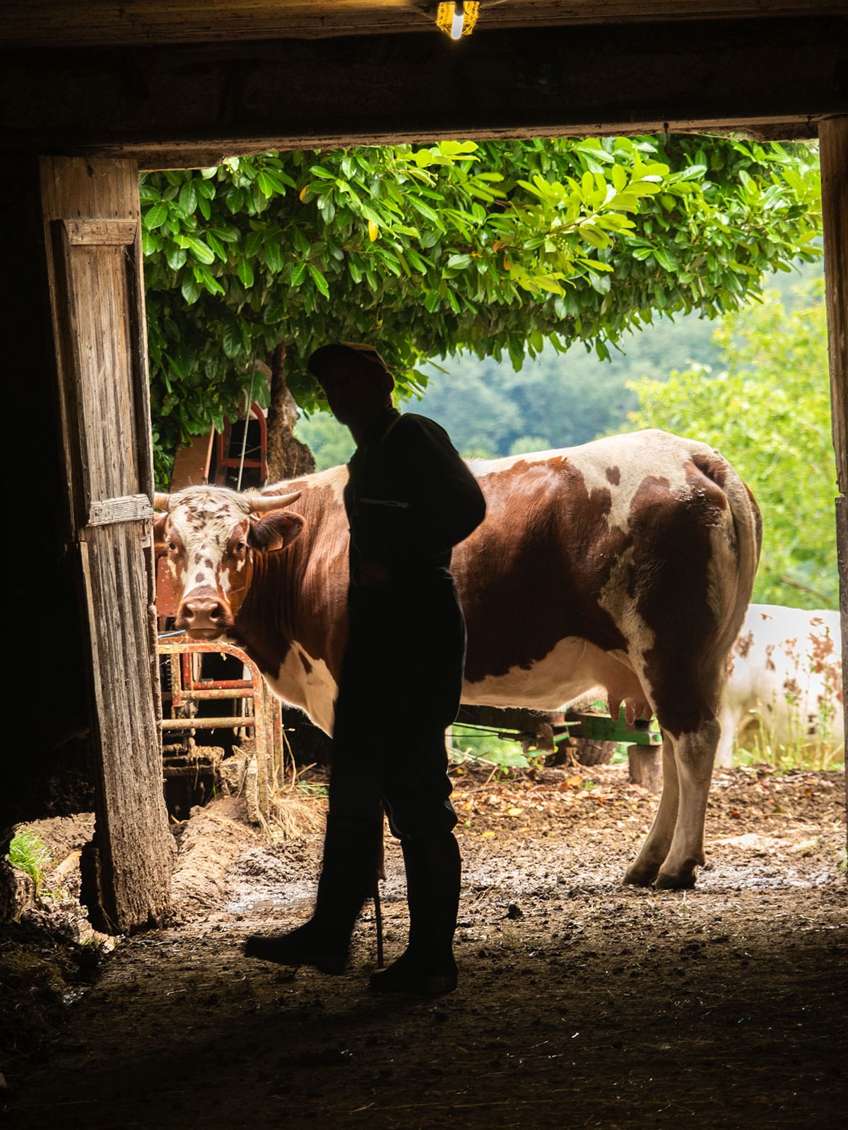 Camping à la ferme Cantal - traite des vaches