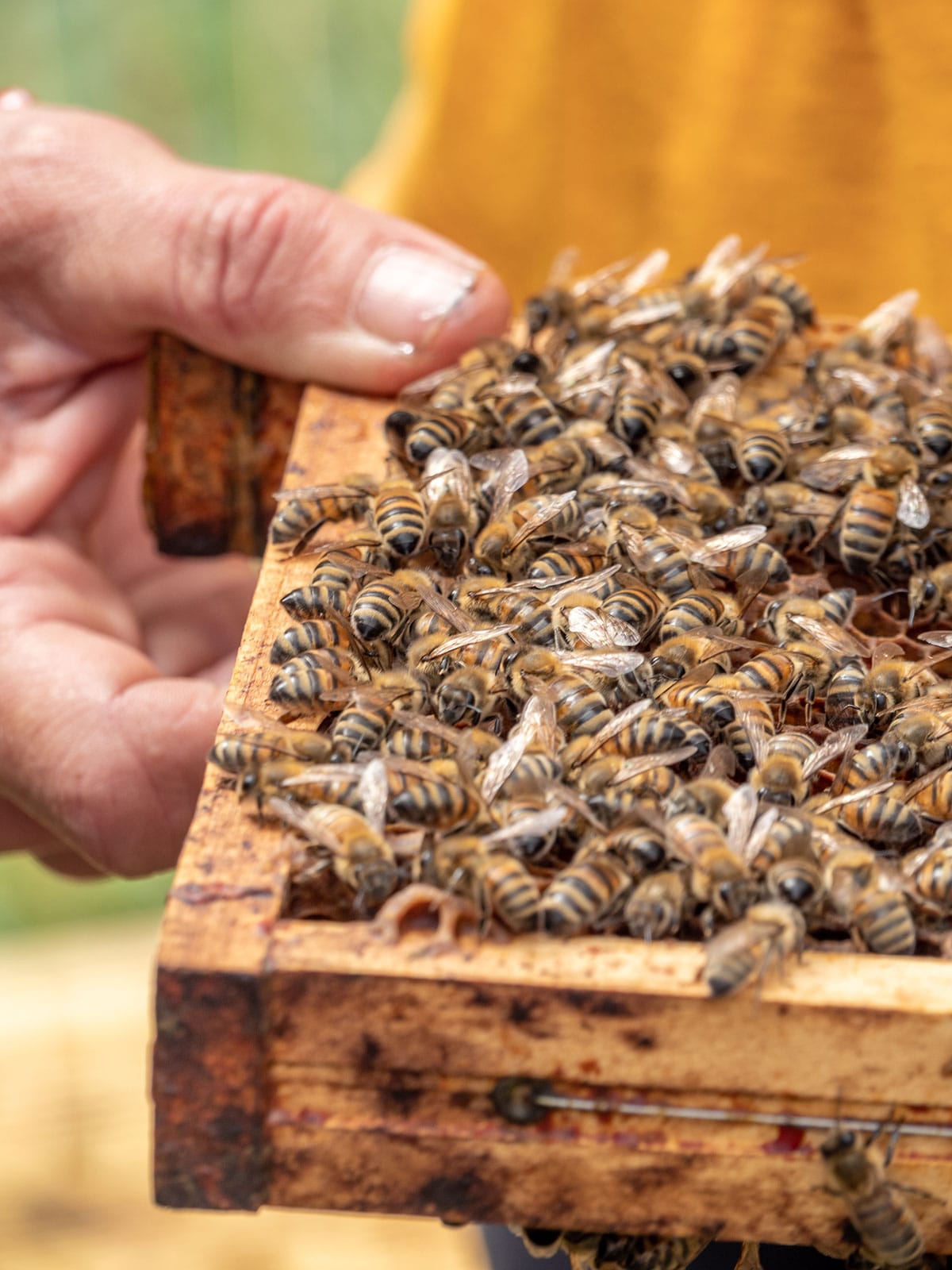 l'abeille du vercors - miellerie à Die dans la Drôme