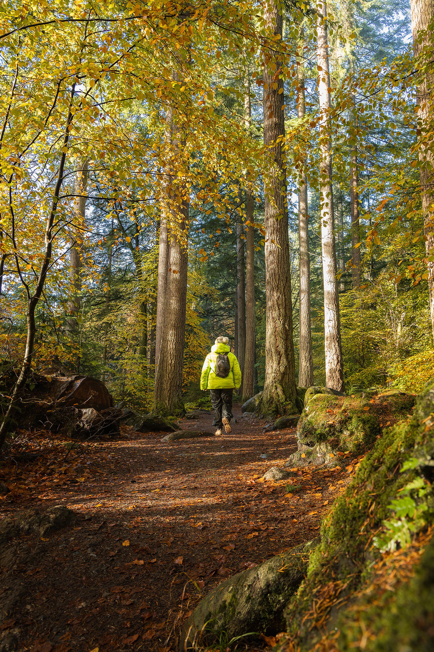 The hermitage les plus belles couleurs d'automne d'écosse