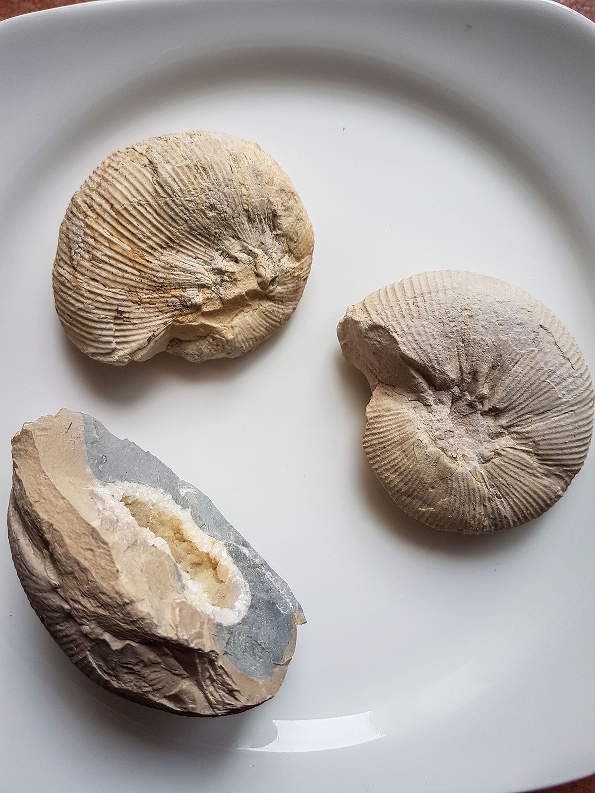 fossile drome ammonite ardeche