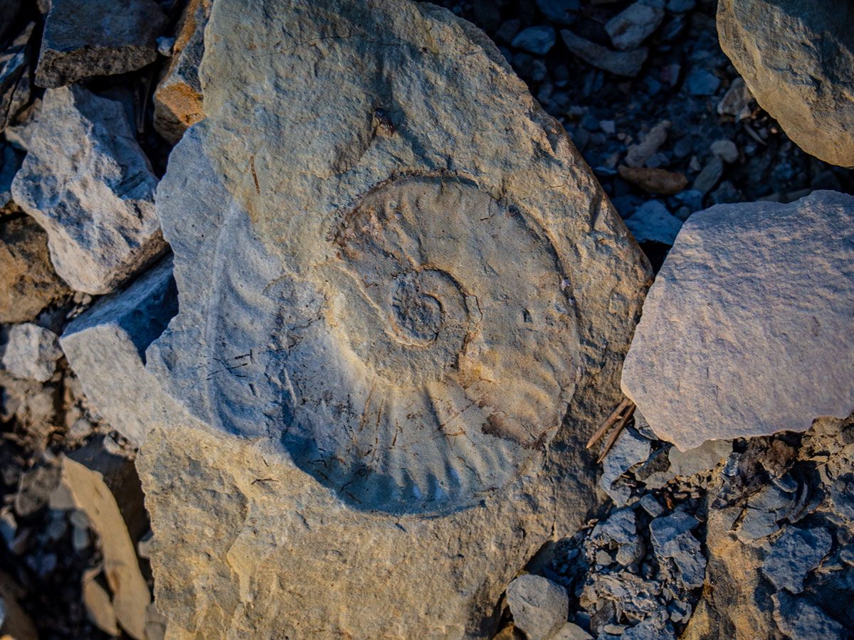 fossile ammonite drome