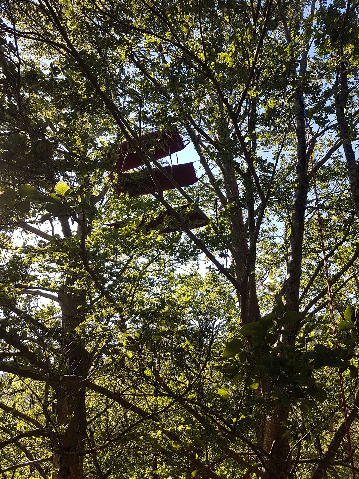  hamac bivouc sommet des arbres drome