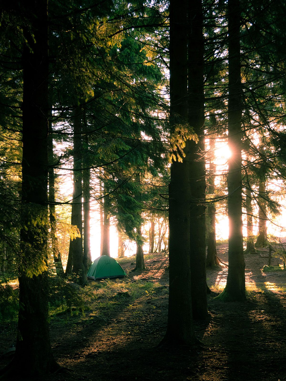Mont Felletin - lever de soleil à travers les arbres