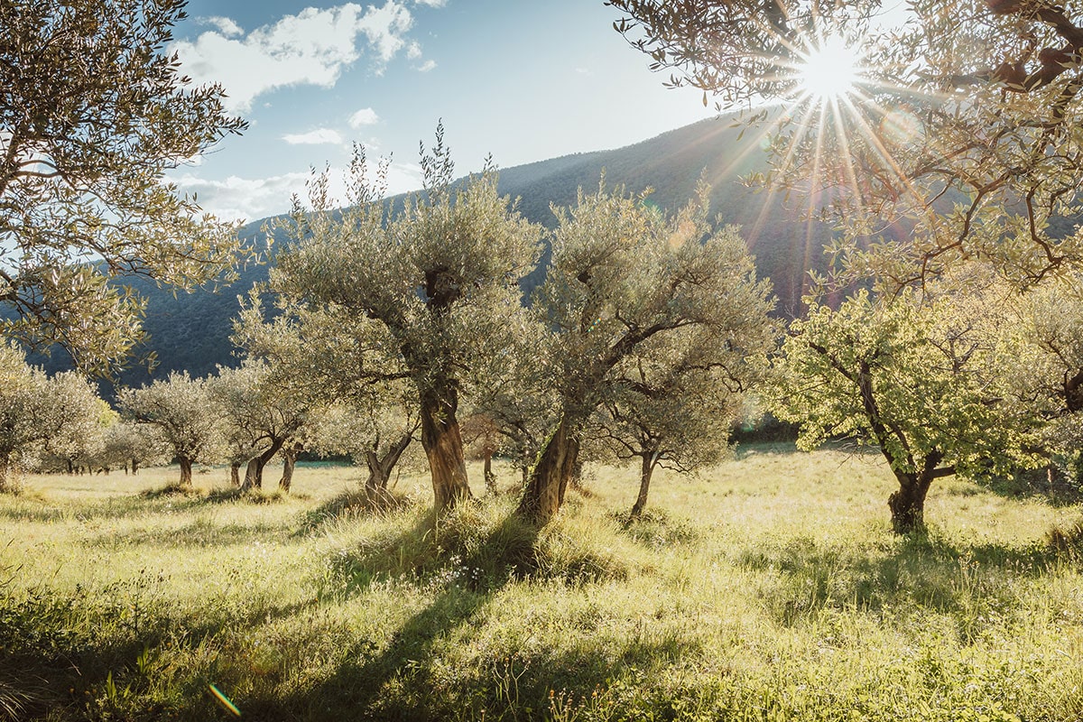 la route de l'olivier en Drôme provençale