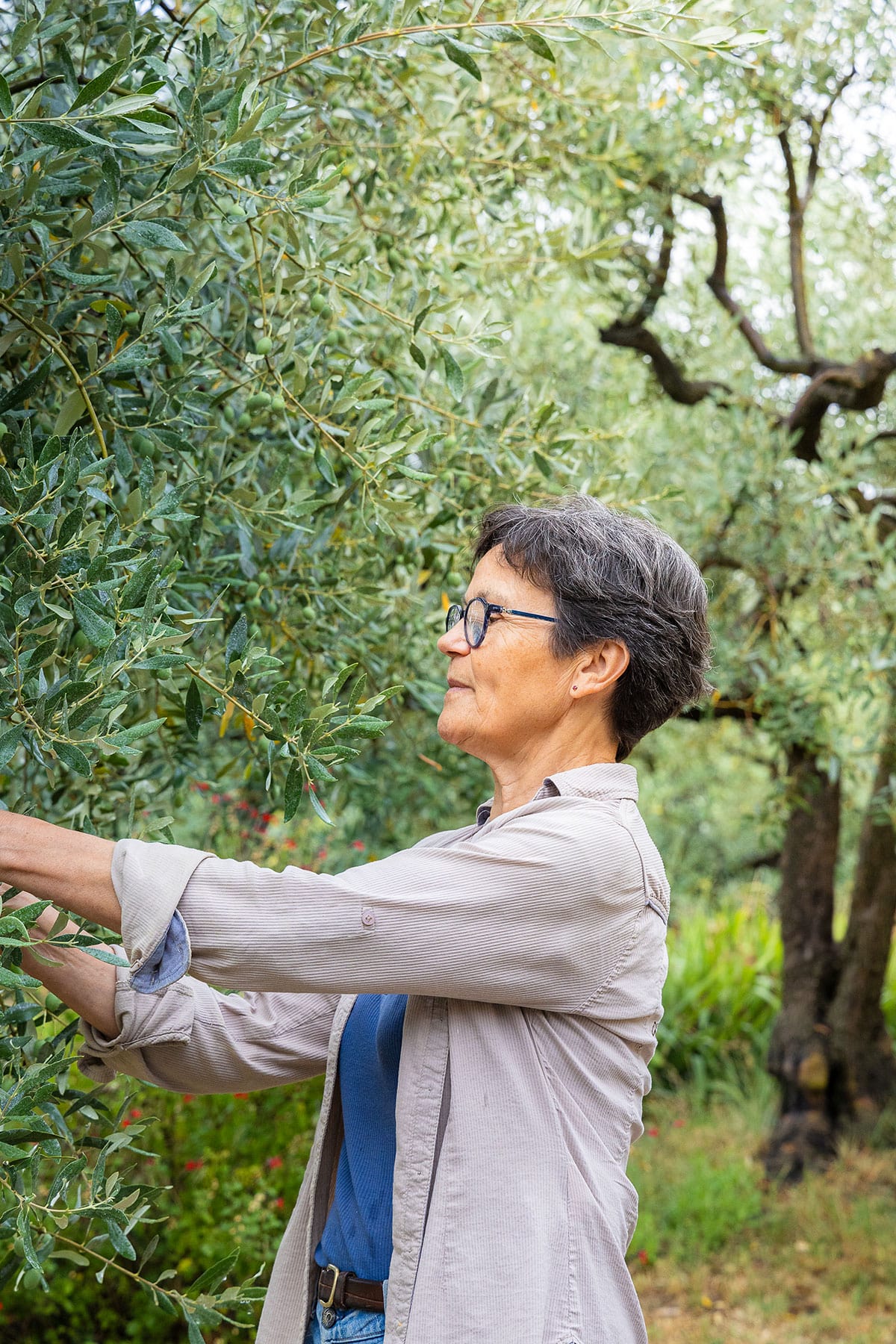 Ferme de bres olive de nyons
