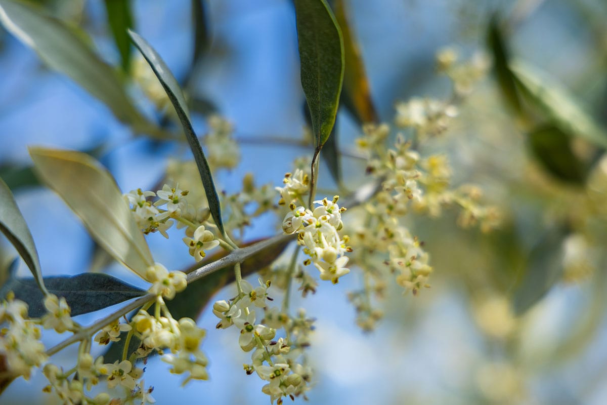 fête de la fleur d’olivier à Nyons
