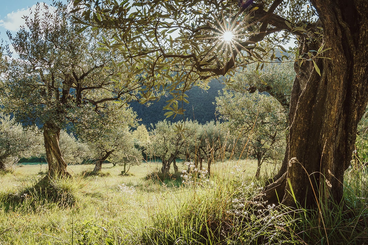 sejour autour de l'olive de Nyons