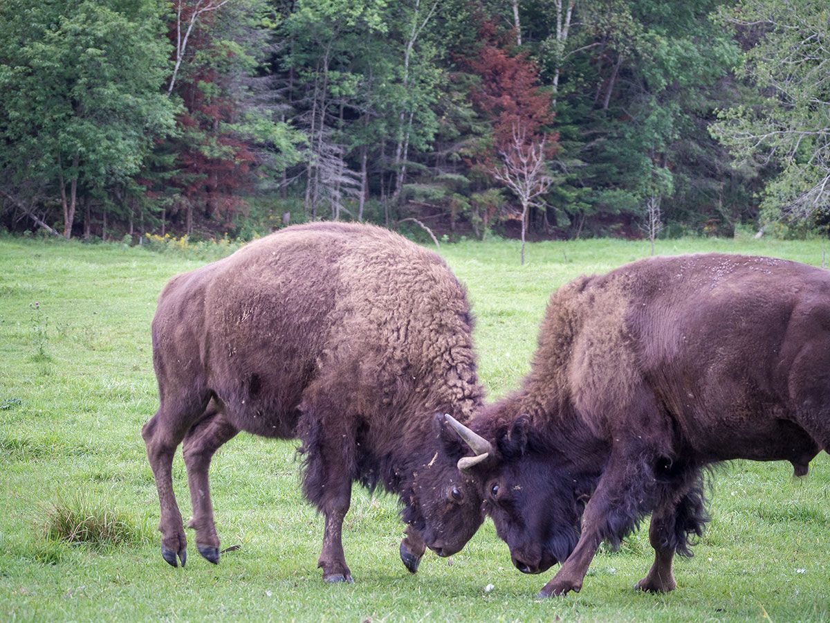 parc omega : combat bisons