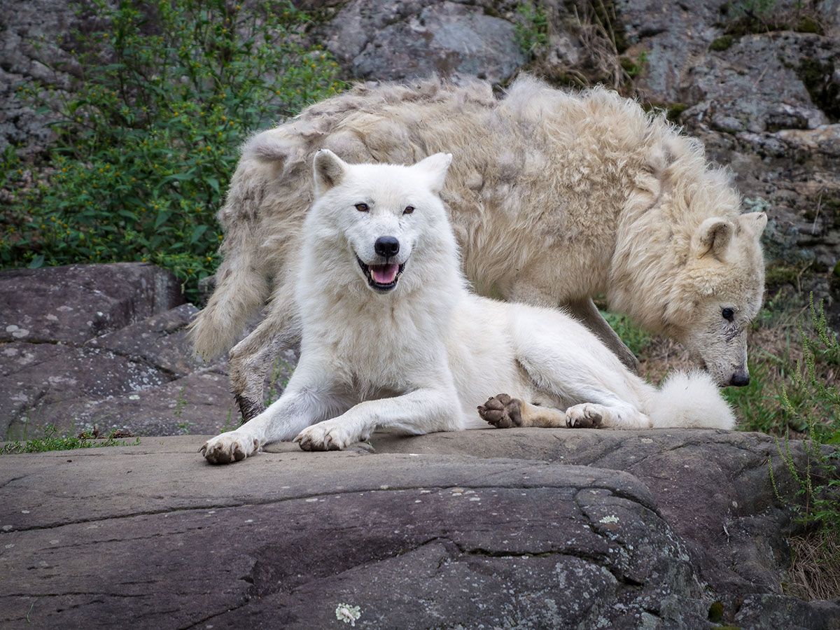 parc omega : loups arctique