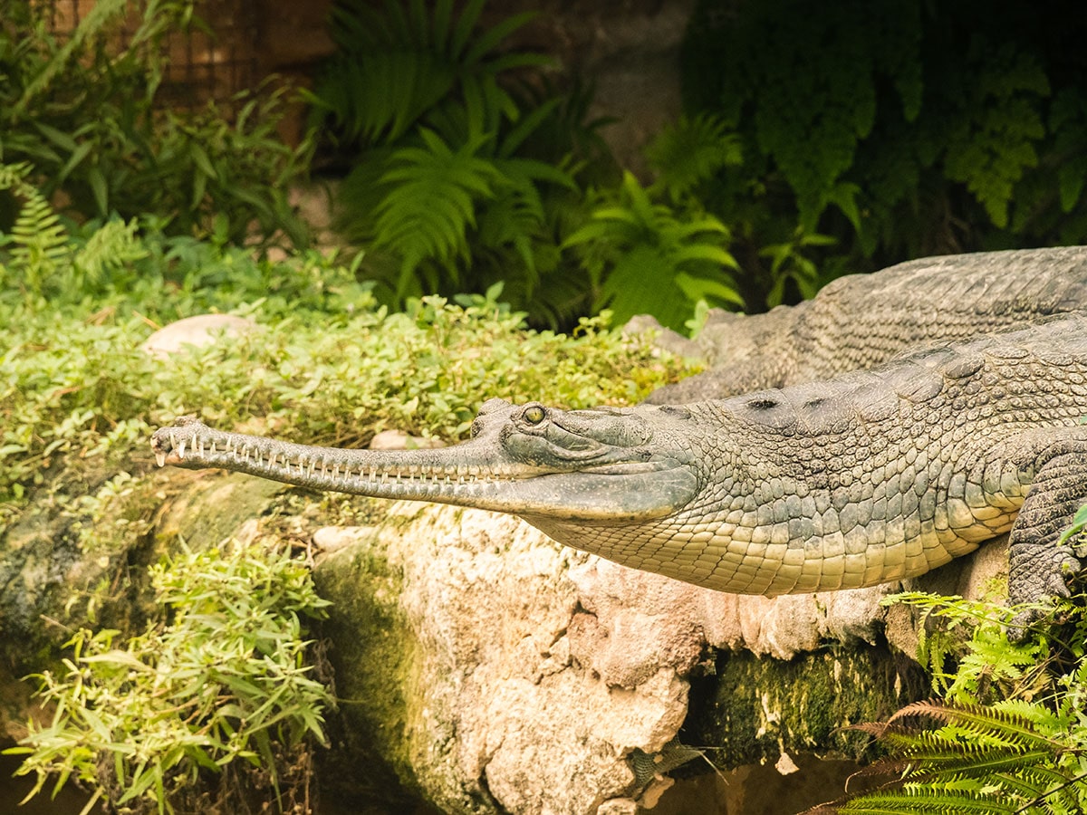 Ferme aux crocodiles - gavial du Gange