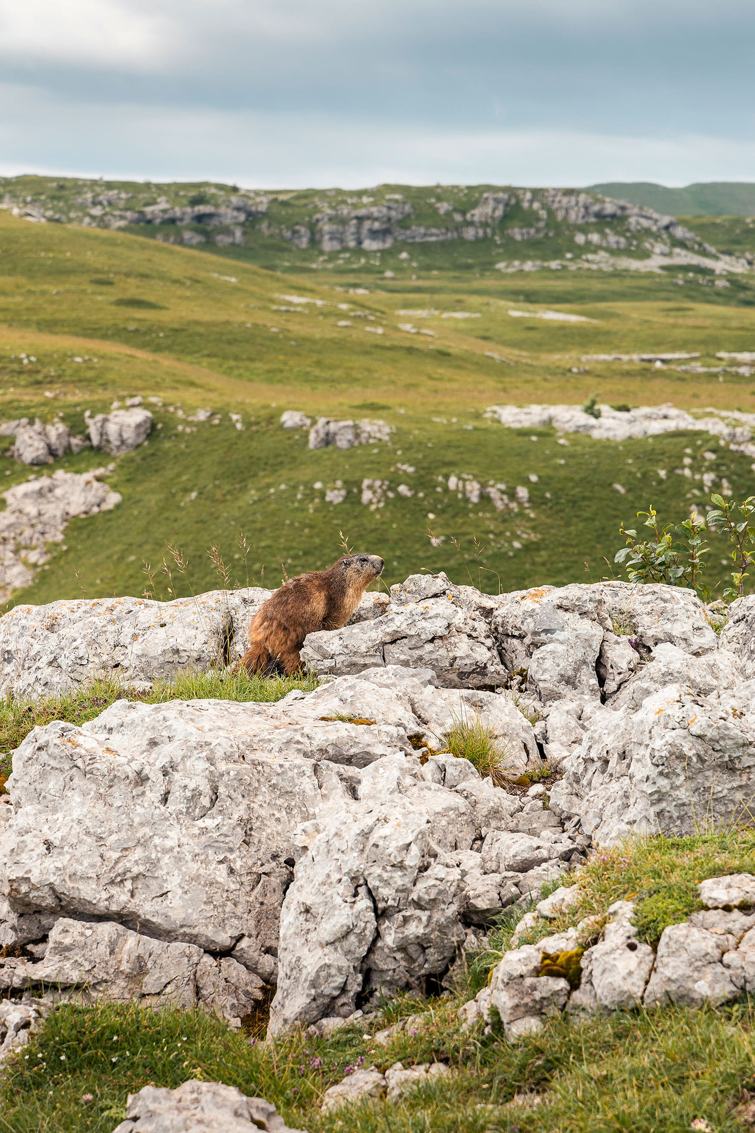 Observer marmottes dans le Vercors
