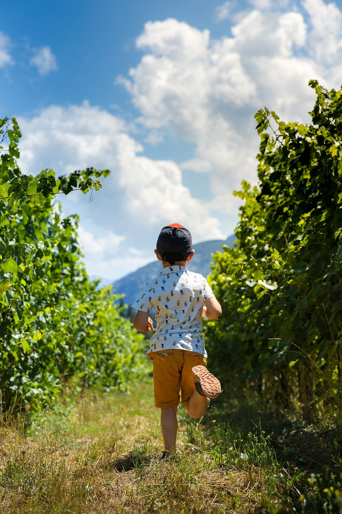 Pique-nique vigneron domaine Allemand Théus