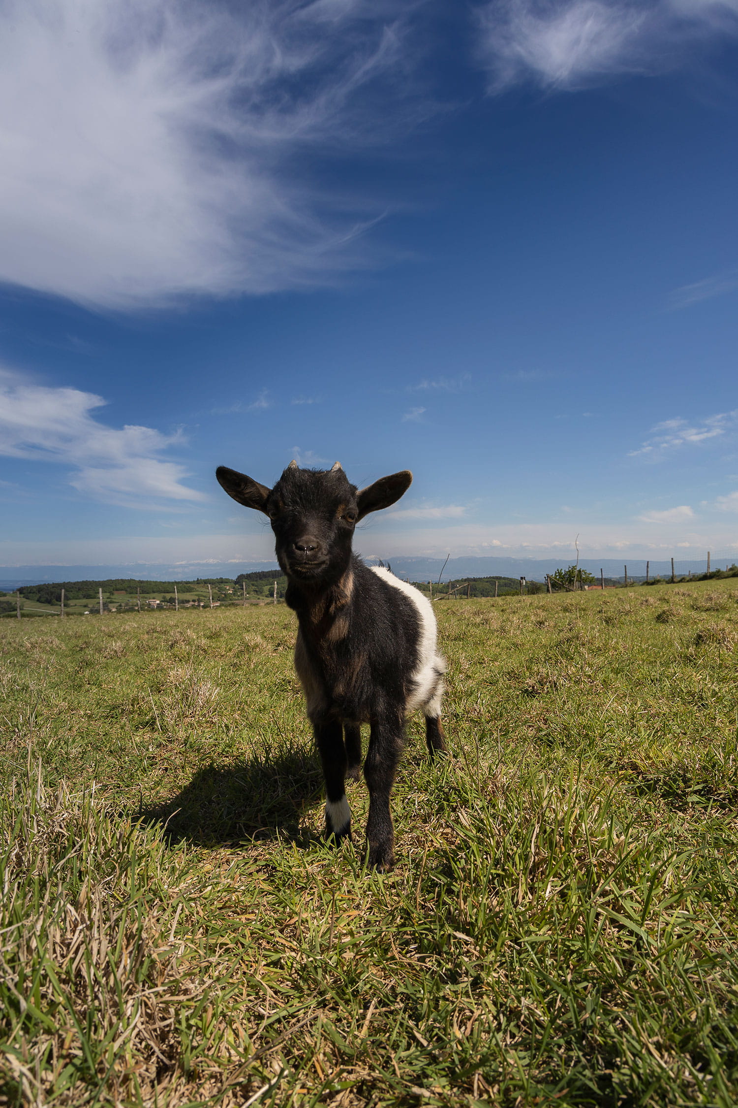 Mini-ferme de Navas activité famille en Ardèche